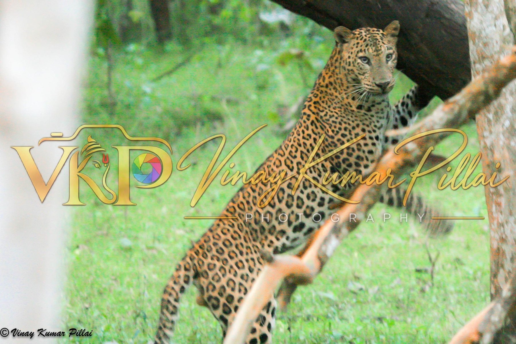 Wildlife photograph by Vinay Kumar Pillai
