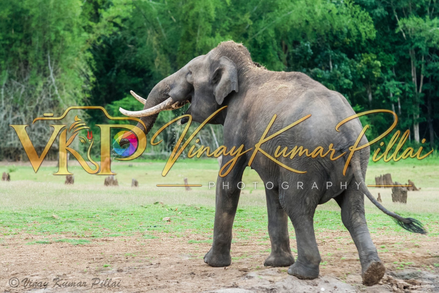 Wildlife gallery cover