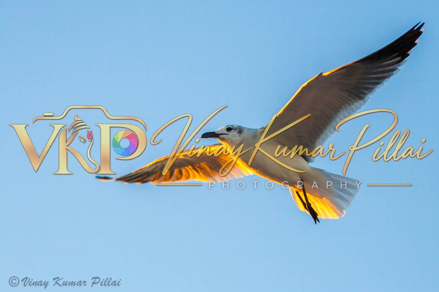 Birds gallery cover
