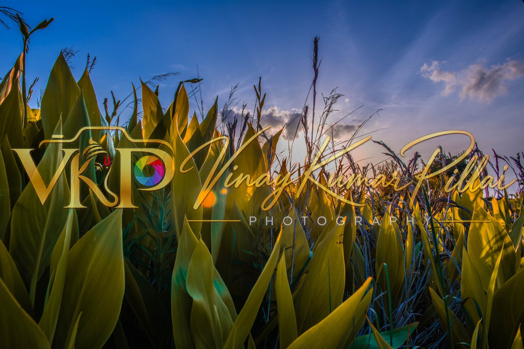 Nature and light gallery cover